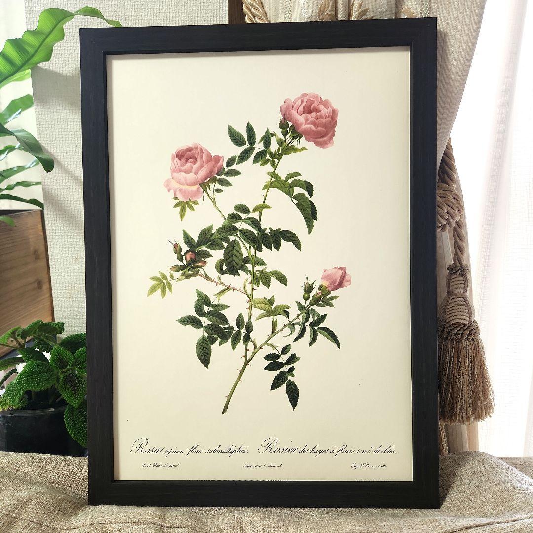 

[USED] Redouté Rose Botanical Art Plant Painting Frame Vintage 4