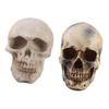 2pcs Resin Tabletop Skeleton Model Dispaly Props