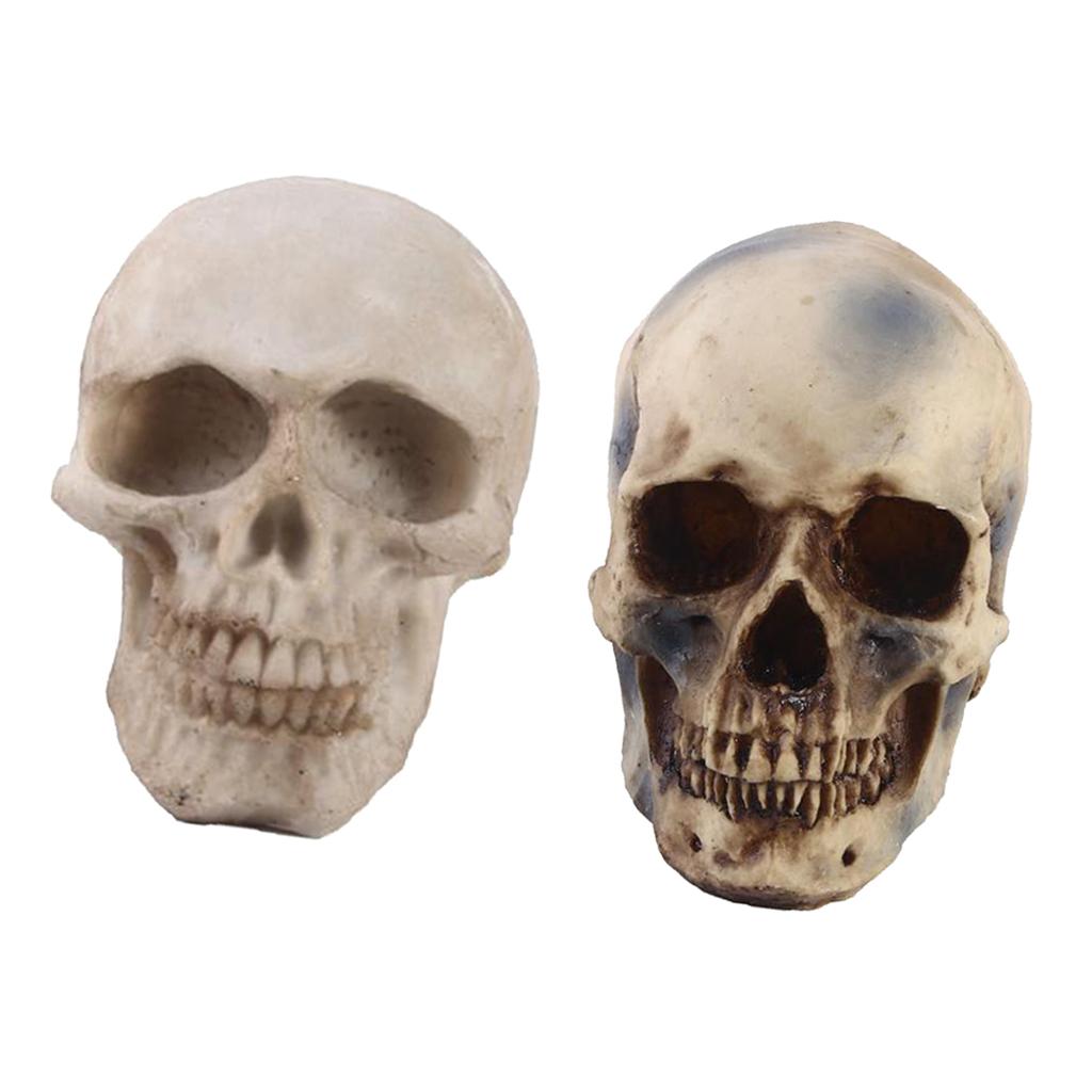 2pcs Resin Tabletop Skeleton Model Dispaly Props
