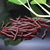 Gusanos de tierra Señuelos Blandos Gusano Rojo Blando Realista Señuelo de Pesca de Gusano de Tierra Cebo Artificial con Olor a Pescado Aditivo de Camarón para Lubina Carpa