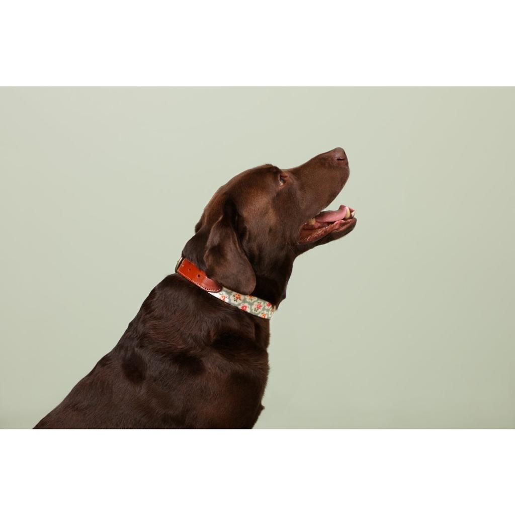 cath kidston dog collar
