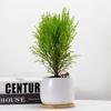 SEE KEAN Fragrant Pine Christmas Tree Desk Plant