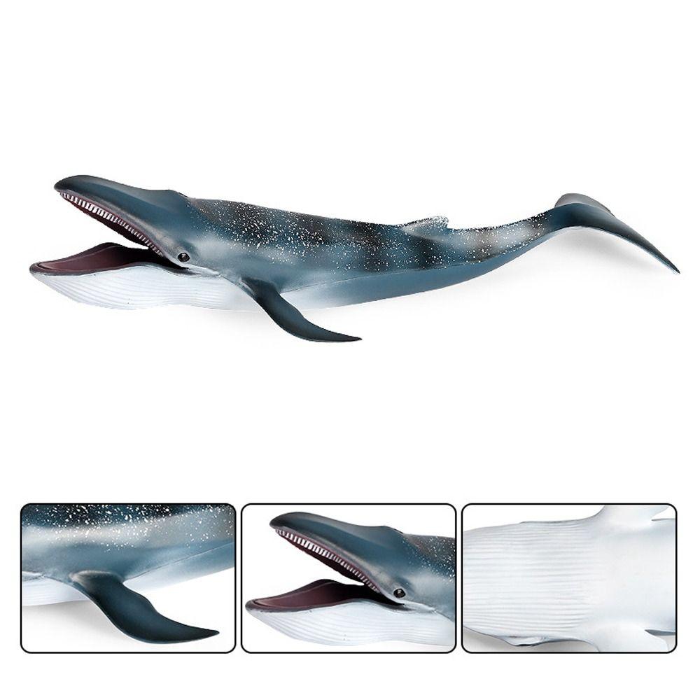 Wild Big Shark Fish Model Large Whale Desktop Ornament Ocean Animal Statue  Educational Kids Toy