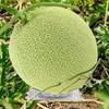 20/50Pcs Thickened Watermelon Holder Transparent Plastic Planting Pad  Fruit Shop Display