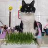 1pc Pet Cat Grass Planting Basin Wheat Seedling Soilless Culture Pot Hydroponic Growth System Gardening Accessories