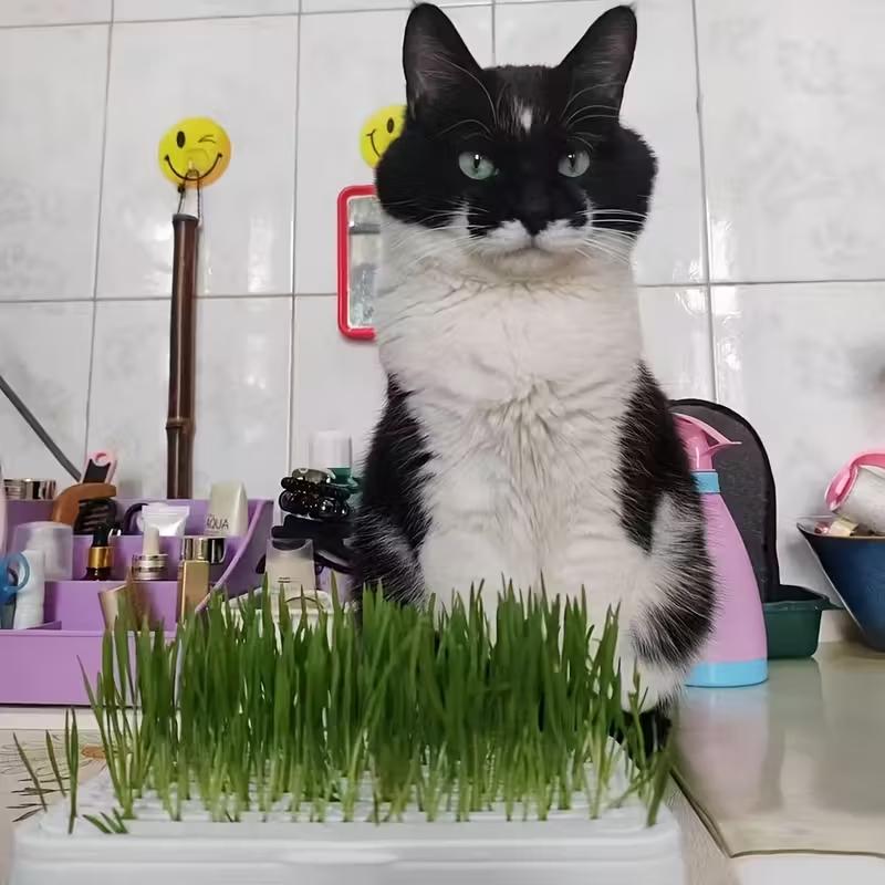 1pc Pet Cat Grass Planting Basin Wheat Seedling Soilless Culture Pot Hydroponic Growth System Gardening Accessories