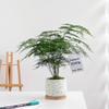 Evergreen Asparagus Fern Bonsai - Easy-Care Indoor Plant for Air Purifying