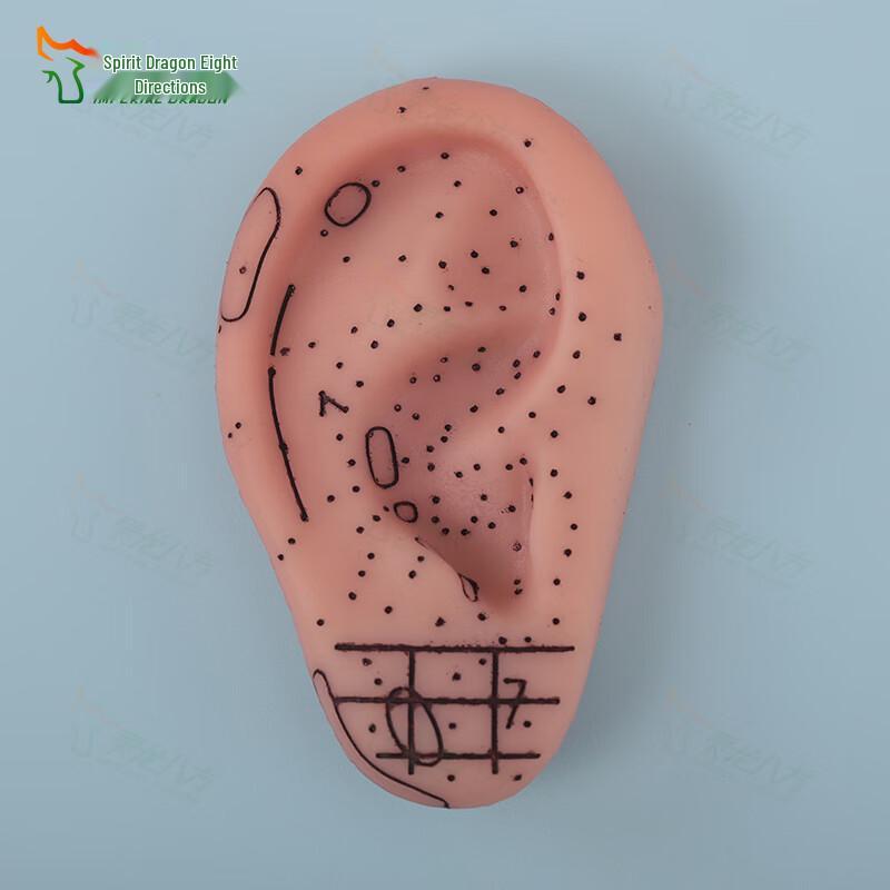 Human Ear Acupoint Massage Acupuncture Model