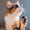 Round glasses cat sunglasses UV protection glasses trendy cool accessories metal glasses pet supplies sunglasses