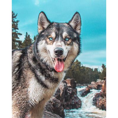 Celá kulatá diamantová malba 5D DIY Animal Dog Diamond Embroidered