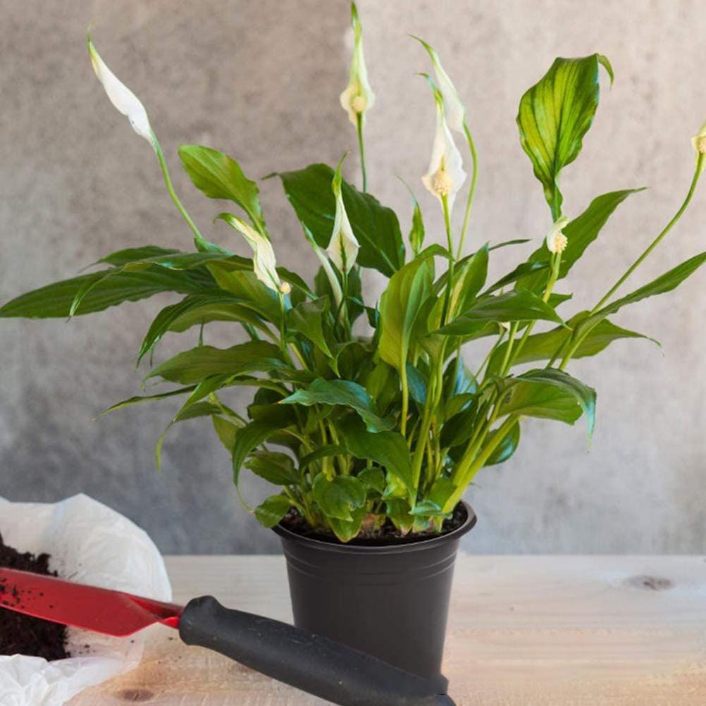 100Pcs Black Plastic Seedlings Plant Pots Nursery Pot Seedlings Starter Planter Container for Garden Yard Decor