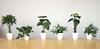 KI Japan Interior Green Artificial Photocatalytic Fake Green KU Sugar Vine White Ceramic Square Plants, (14cm tall, Pot)