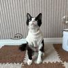Pet Double-sided Fleece Thickened Vest Clothes for Winter Kitten Small Kitten Stuff Apparels Hairless Cat Clothing Dog Sweater