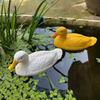Enten Schwimmkörper Dekoration für Gartenteich Landschaftsgestaltung