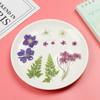 Jewelry Making Photo Props Resin Filler Beauty Decal Dried Flowers Resin Mold Filling Flower