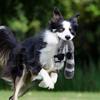 Pet dog toys, durable chew-resistant squeaky plush supplies for medium and large pets