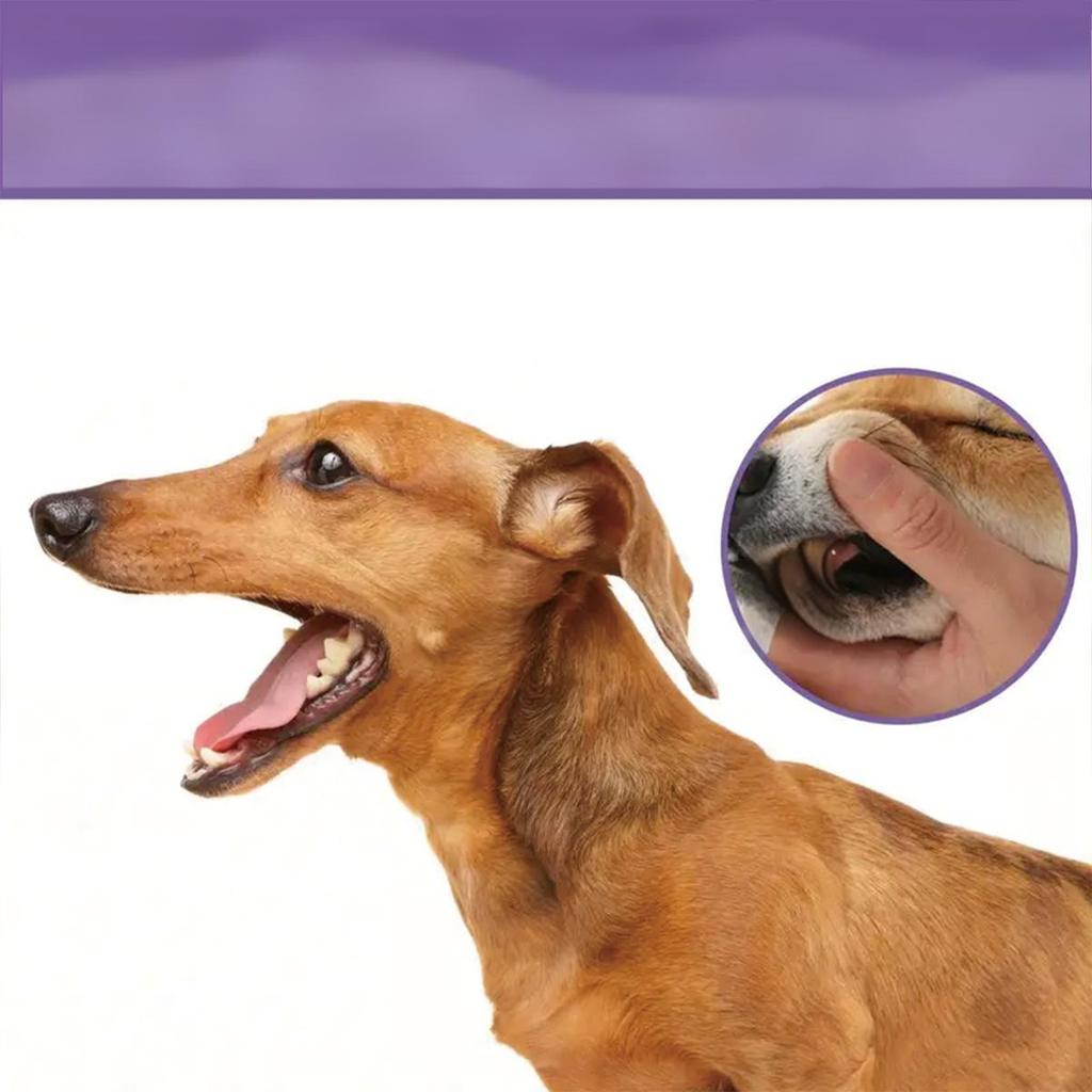 Deep Cleaning of Teeth Before Bedtime Saves Time and Effort In Caring for Furry Children