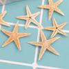 Mini Natural Flat Tan Starfish Seashells Beach Wedding Decor Craft Supplies