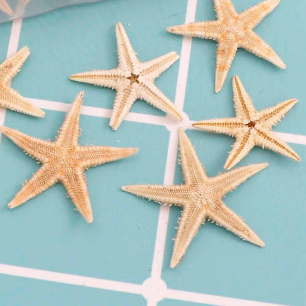 Mini Natural Flat Tan Starfish Seashells Beach Wedding Decor Craft Supplies