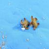 Sea Turtles Miniature Fairy Garden Home Houses Decoration Mini Craft Micro Landscaping Decor DIY
