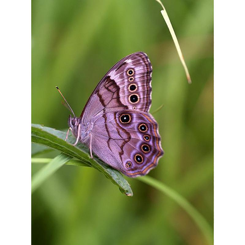 5D DIY Diamond Painting Butterfly Cross Stitch Animals Diamond Mosaic Full Round Layout Picture Of Rhinestones Home Decor