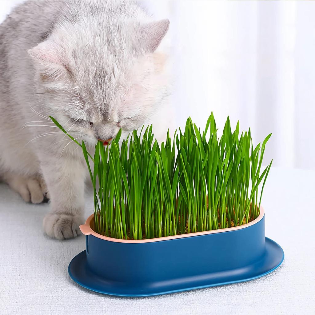 Cat Grass Planter Hydroponic Cat Grass Growing Kit No Seeds Included  Catnip Wheatgrass Seed Sprout Tray Nursery Plant Planting Box for Indoor Cats