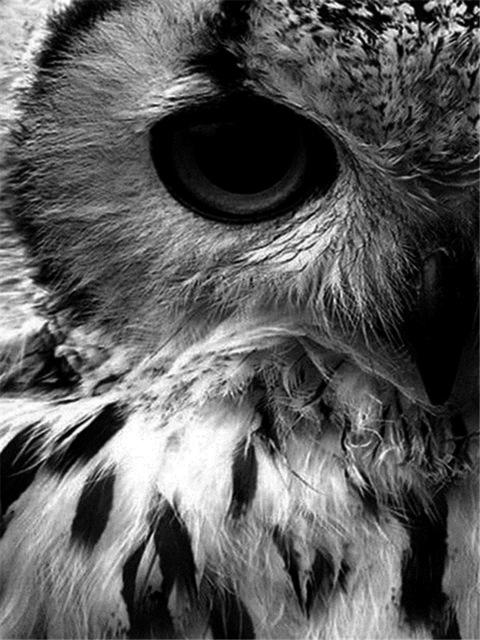 Broderie cu diamante 5D cu punct de cruce Wolf Diamond Art Painting Mozaic alb-negru Cadou lucrat manual