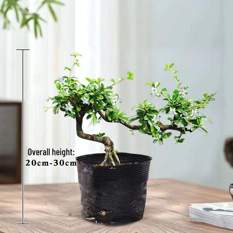 Trailing Fujian Tea Bonsai with Old Trunk – Zen Style Indoor Green Plant for Office & Living Room
