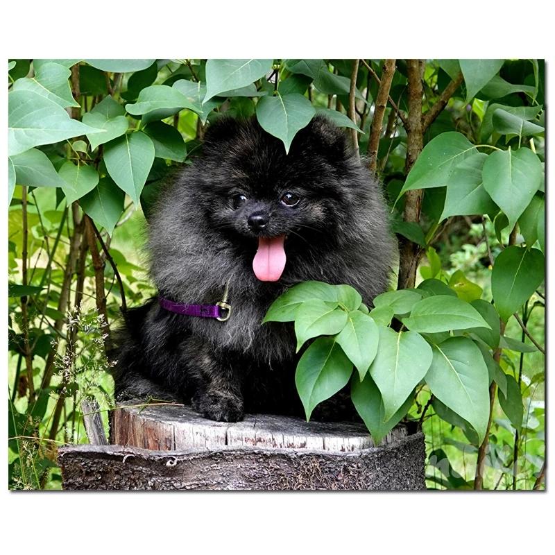 

Шпиц Щенок Бриллиантовая живопись Собаки Сидящие Полный КвадратОкругОкругДрель Новинка Diy Мозаика Вышивка 5D Вышивка крестиком Домашний декор