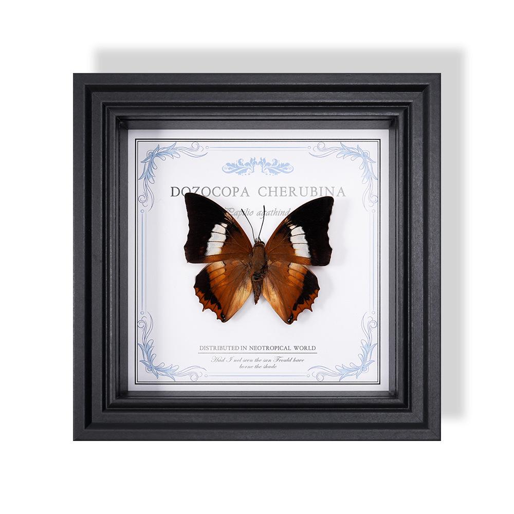 Wall-Mounted Butterfly Specimen Photo Frame: Home Decor & Gift for Valentine's Day, Qixi, Birthday, Couples & Insect Lovers