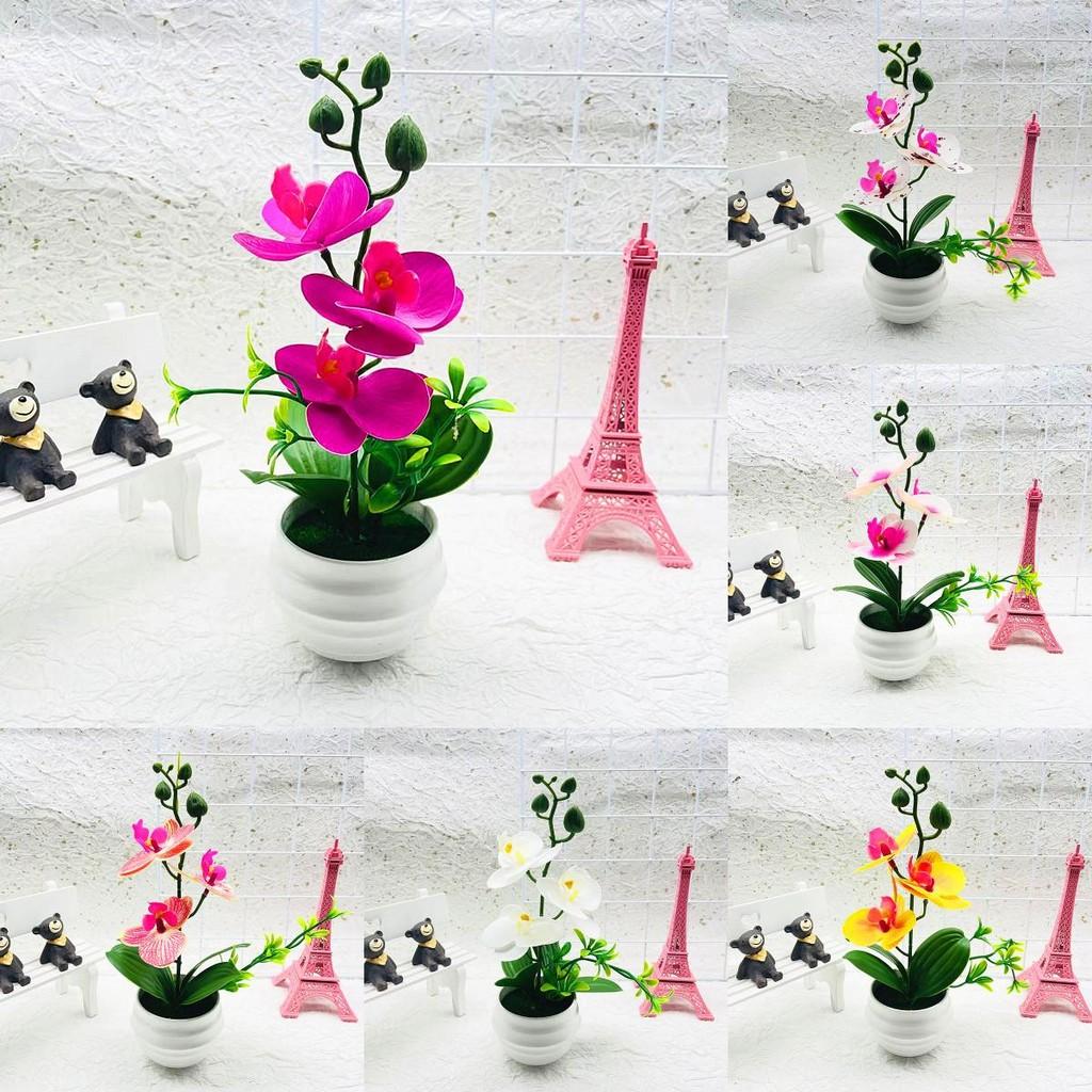 Phalaenopsis Potted Decorative Plant For Living Room Decor And Gift Display