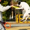 Agility létající kruh pro střední a velké psy Měkký odolný proti žvýkání odolný proti kousnutí Venkovní park Interaktivní trénink domácích mazlíčků Létající kruh