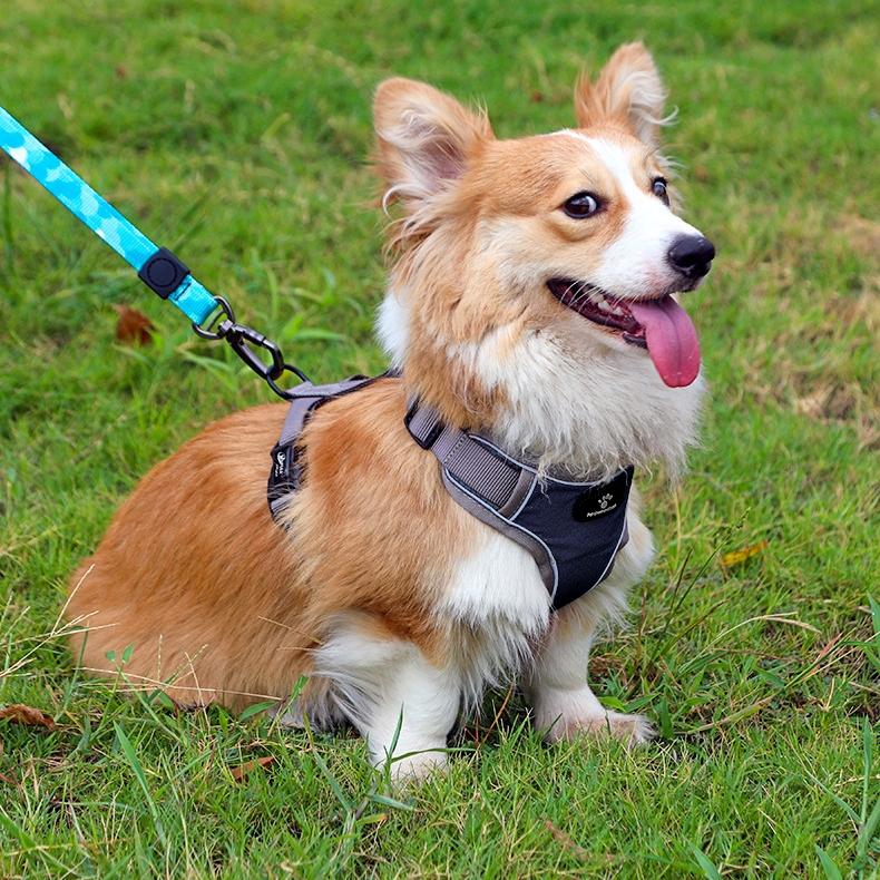 Astro Navy Blue Dog Training Harness For Walking, Size S