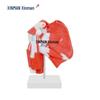 XINMAN Upper Limb Shoulder Joint Deep Muscle Model