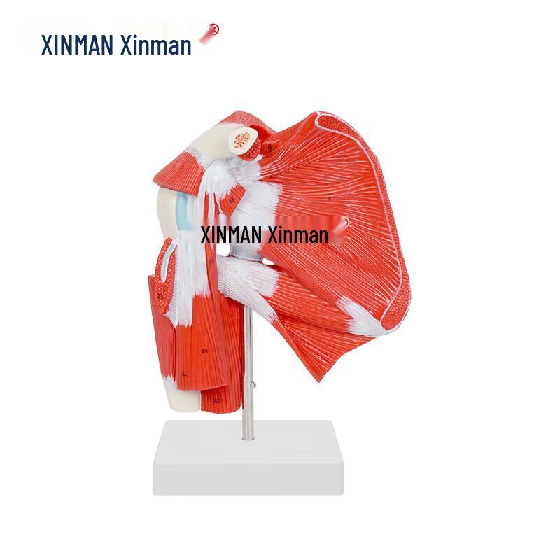 XINMAN Upper Limb Shoulder Joint Deep Muscle Model