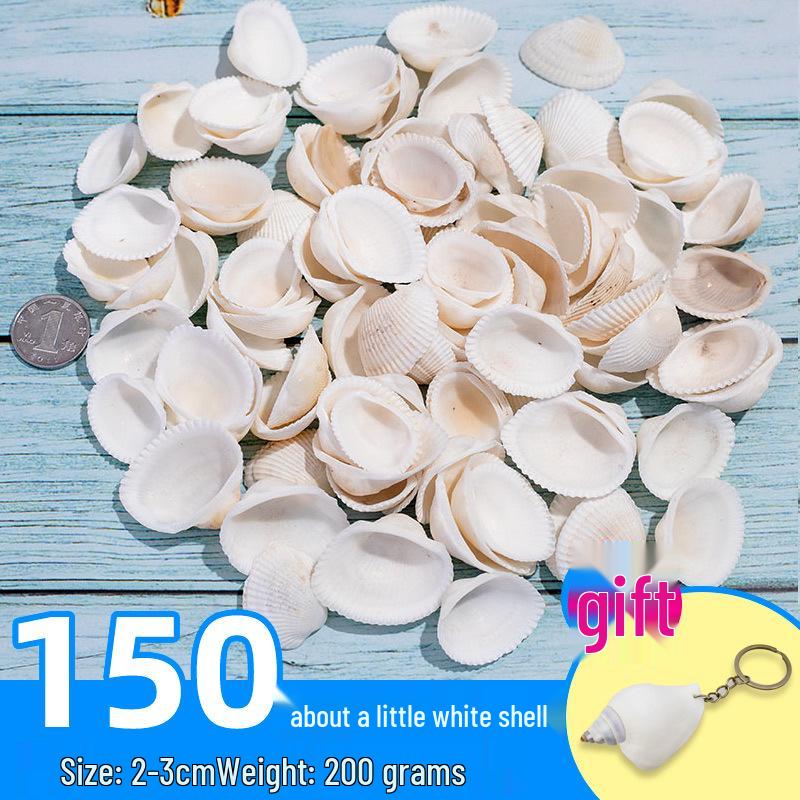 Handmade Decorative Seashells & Starfish for Fish Tanks: Landscaping, Painting, Specimens, Whelks, Hermit Crabs