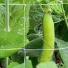 Heavy-Duty Polyester Garden Trellis Netting, Square Mesh - Durable, Easy-to-Use Plant Support for Climbing Plants