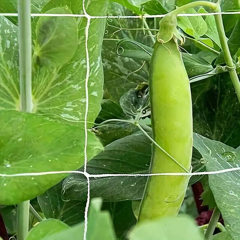 Heavy-Duty Polyester Garden Trellis Netting, Square Mesh - Durable, Easy-to-Use Plant Support for Climbing Plants
