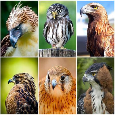 Diamond Painting Owl Animals Birds 5D DIY Full Drill Mosaic Embroidery Cross Stitch Kits Handmade Home Decor Art Picture Gift