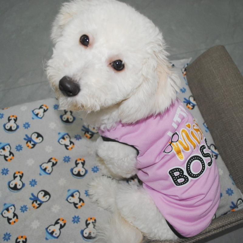 Summer Spring Apparel Vest Small Pet Dog Clothes Costume Letters Puppy T-Shirt