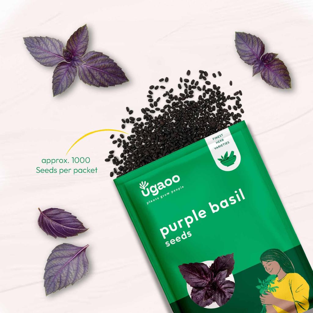 UGAOO Purple Basil Herb Seeds (Purple, Pack of 1000)