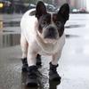4PCS Dog Boot Water Resistant Antiskid Paws Protecting Comfortable For Big Dogs Various Weather Walking Hiking