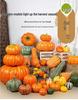 Pumpkin Harvest Festival Props: Farmhouse Halloween Decoration for Mall Displays and Room Ornaments