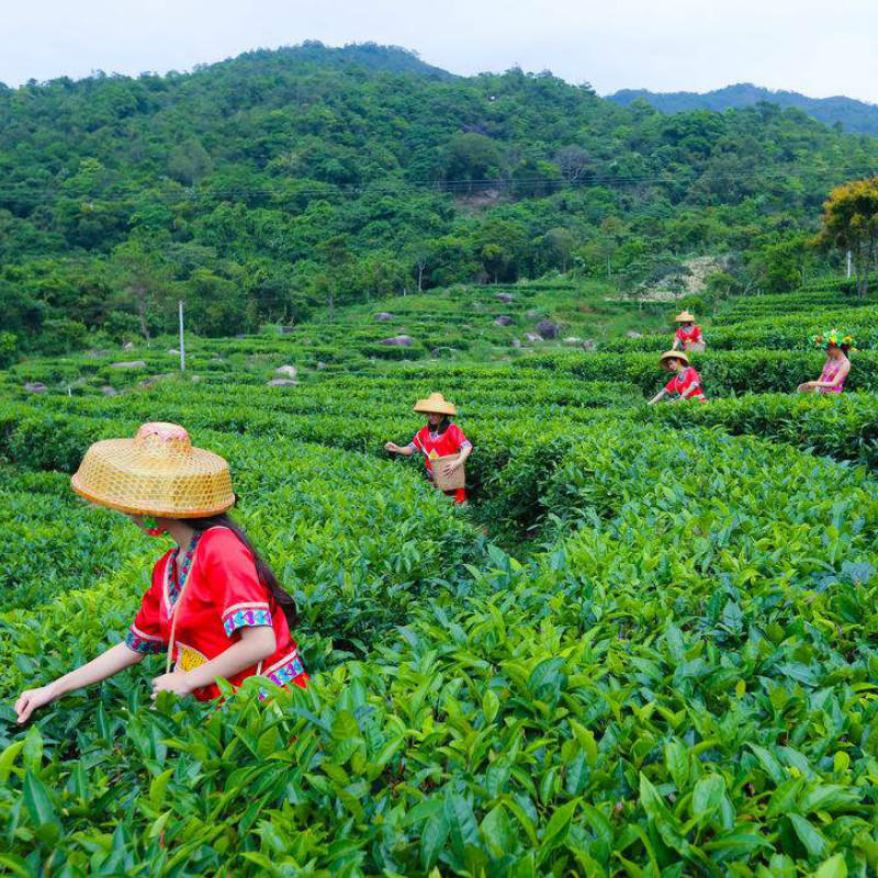 250g Anxi Tie Guan Yin Oolong Tea Tikuanyin China Green Tea Premium
