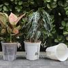 Samozavlažovací květináč Prodyšný průhledný plastový květináč pro Phalaenopsis Ovládání Automatický zásobník vody Květináč pro domácí kancelář