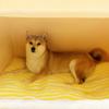 Autumn and Winter Dogs Small Dogs  Golden Retrievers Big Dogs Big-eared Cute Pet Kennels Deep Sleep Cat Houses  Yurt Pet Houses