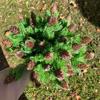 Crafts Simulation Office Christmas Supplies Pine Cones Artificial Plant Artificial Decorations
