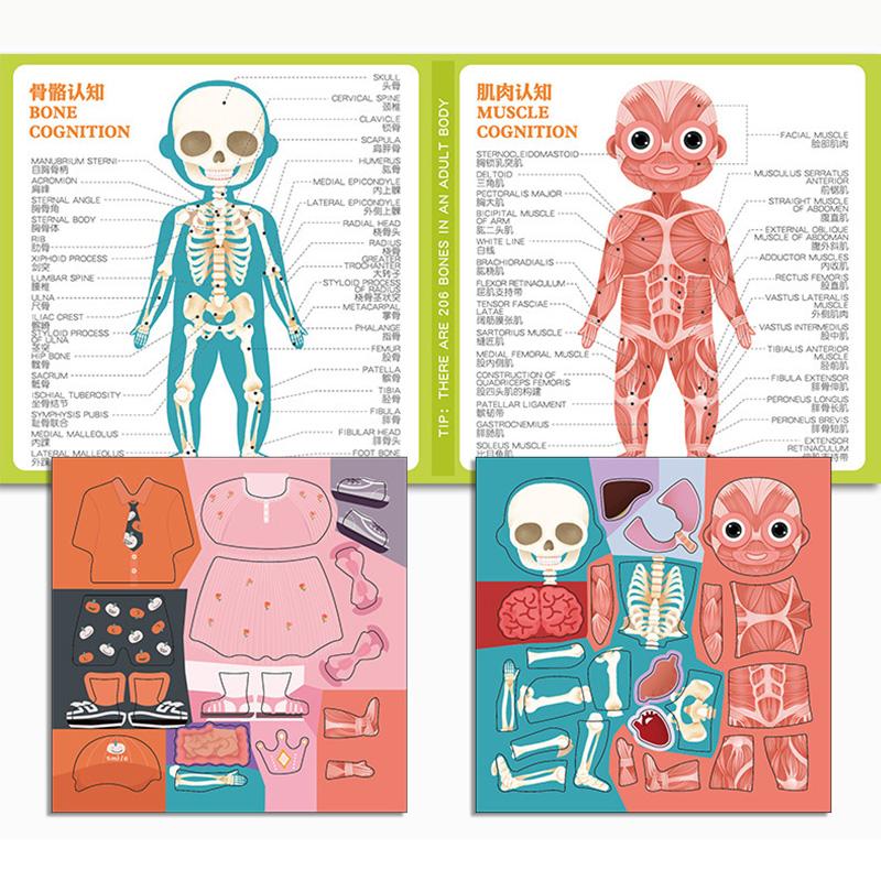Toddler Human Body Organs Muscles Skeleton Cognition Magnetic Puzzle Interactive Toy Montessori Busy Book Preshool Sensory Toy