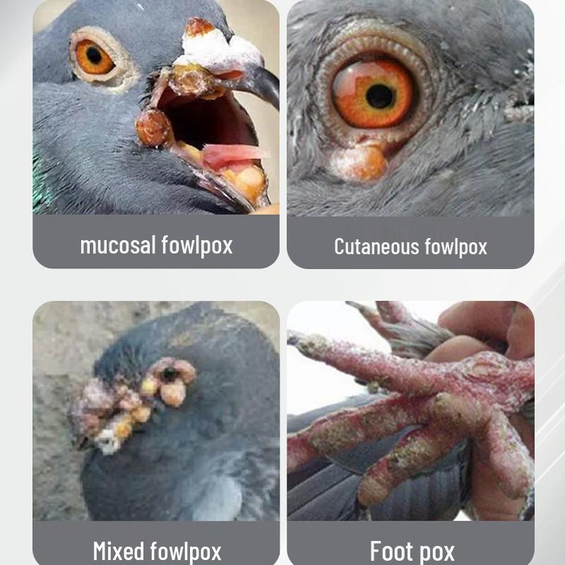 

Голубиная оспа Клеар: Специальное лекарство для облегчения жары у попугаев и корелл с пионом - Растирка и Спиртовая формула