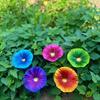 [3D] Outdoor Garden Colorful Metal Morning Glory Decoration Iron Art Simulation Flower Wall and Ground Ornaments Courtyard Landscape Inserts